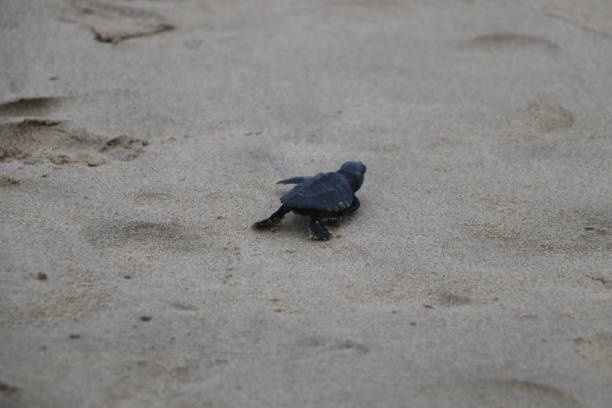 istock A baby turtle on the beach sand 2197183425