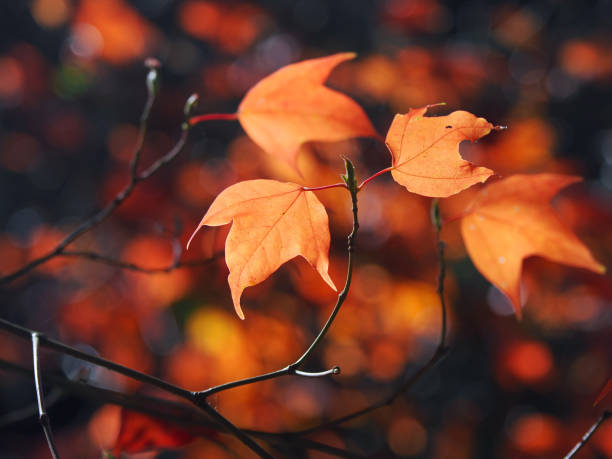 istock multi coloured autumn leaves backlit from the evening sun against a soft out of focus leaf background Beautiful, sunny autumn in the park Chiangmai Thailand 2197184036