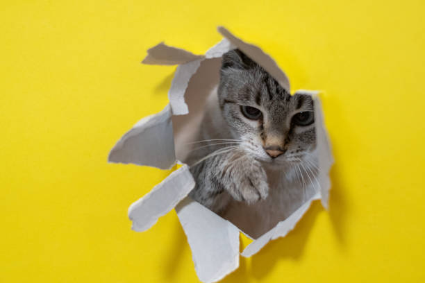 istock Cute cat tearing yellow paper 2197184205