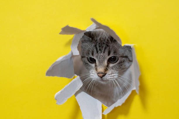 istock Cute cat tearing yellow paper 2197184216