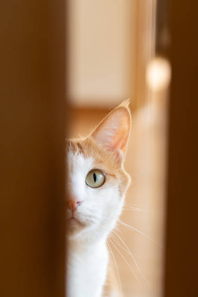 istock Cat peeking through the door gap 2197184434