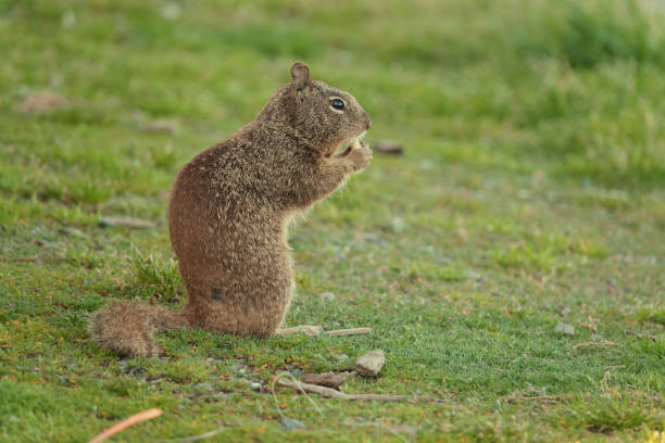A Beechey ground Squirrel Otospermophilus beecheyi stand Eating on Grassy Field A Beechey ground squirrel Otospermophilus beecheyi stands on its hind legs on a grassy field, holding food in its paws. california ground squirrel otospermophilus beecheyi stock pictures, royalty-free photos & images