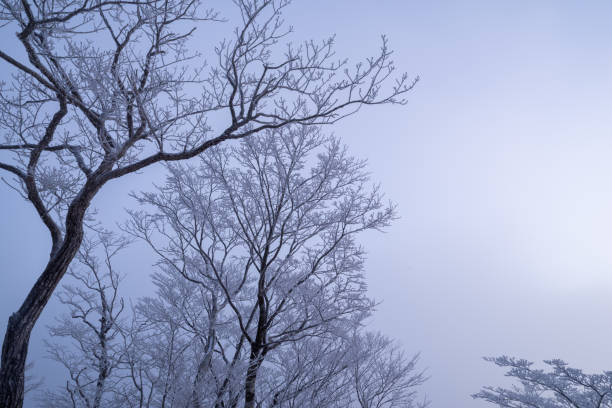 Hoarfrost forest turns orange in the morning glow