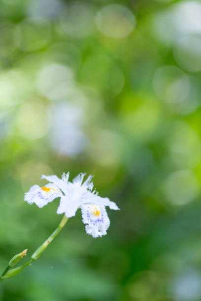 wild flowers