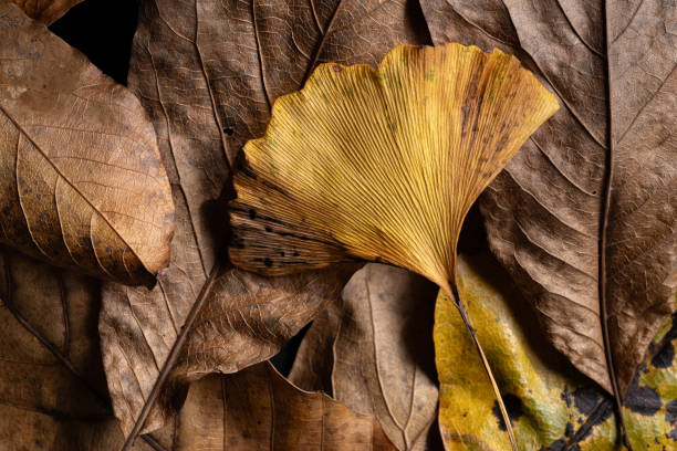 autumn landscape