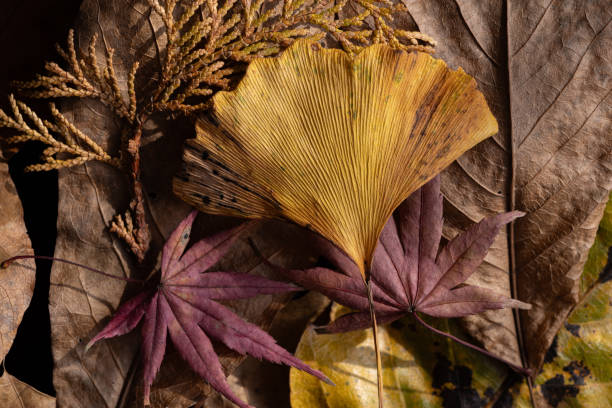 istock Beautiful background of fallen leaves 2197184613