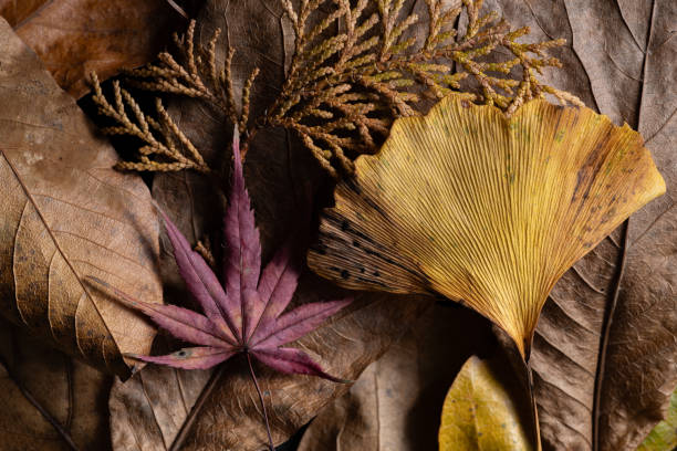 istock Beautiful background of fallen leaves 2197184627