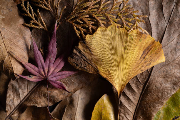 istock Beautiful background of fallen leaves 2197184649