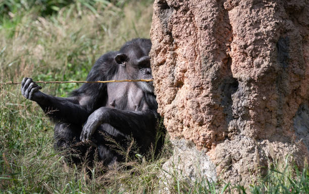 istock Cute chimpanzee licking a branch 2197184858