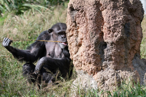 istock Cute chimpanzee licking a branch 2197184897