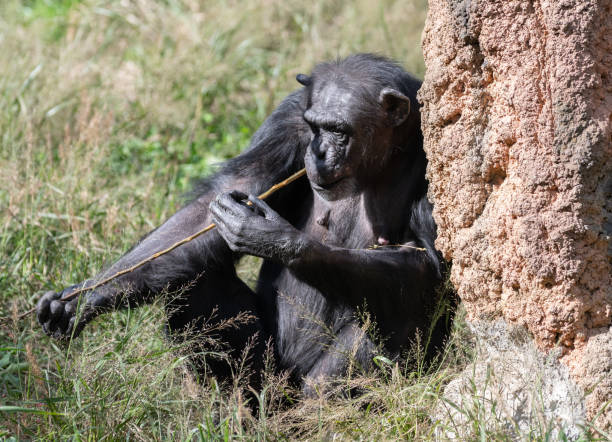 istock Cute chimpanzee licking a branch 2197184931