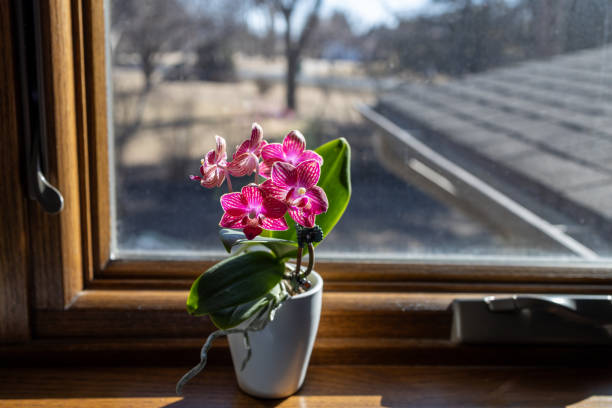 This image shows a macro view of a pink and white miniature moth orchid (phalaenopsis) on a wooden window sill in natural sunlight.