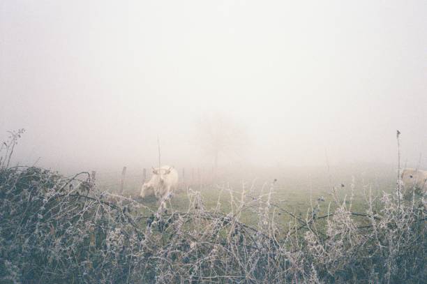Fog and frost create atmosphere in a field. Shot on film