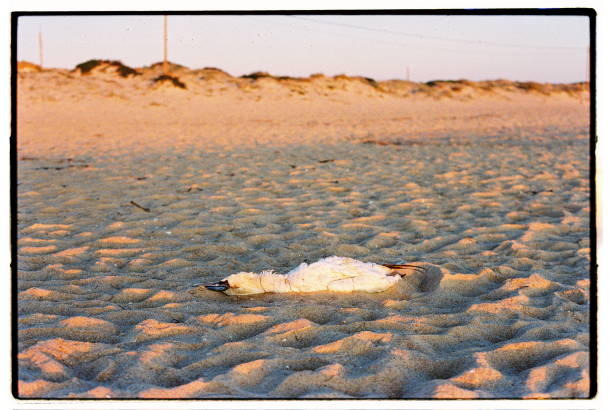 Praia de Barrinha, Faro, Portugal. First full moon of 2025, sunset. Shot on film