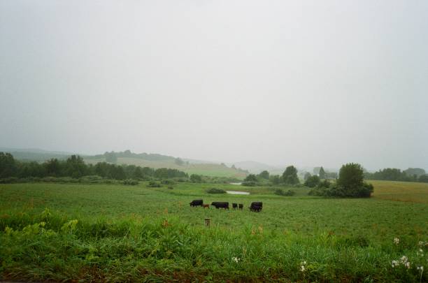 Beef cattle grazing in Leelanau County, Michigan US. Shot on film