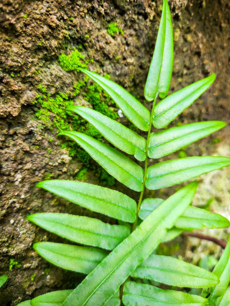 istock Dryopteris affinis subspecies affinis. Phegopteris connectilis long beech fern 2197189985