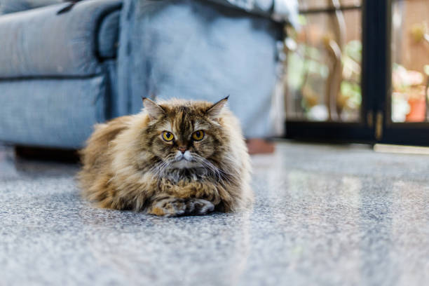 istock A majestic Persian cat rests on a tiled floor, its long fur flowing around it. 2197190441