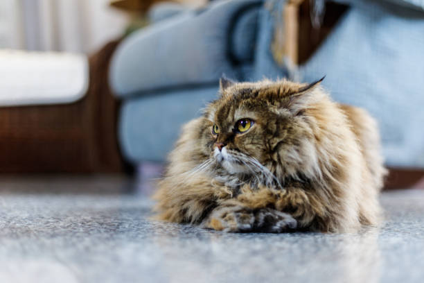 istock A Persian cat sitting in a classic pose, exuding elegance and grace. 2197190445