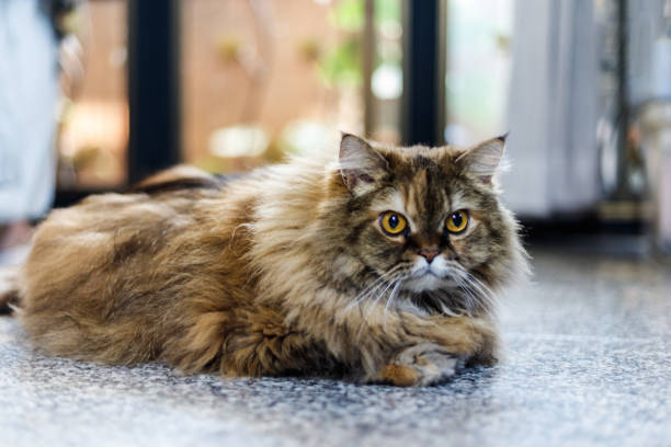istock A serene Persian cat lounges on a marble floor, its luxurious fur creating a striking contrast against the cool surface. 2197190456
