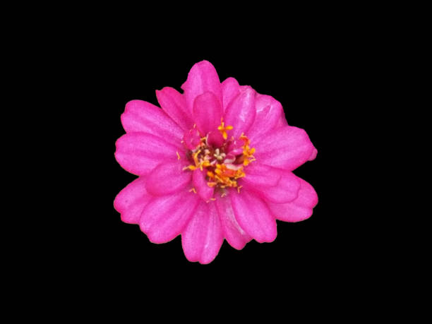 istock Close-up of a Pink Flower on Black Background 2197190853