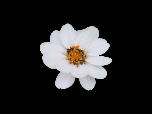 White Zinnia Flower on Black Background