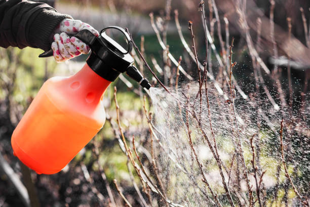 istock Spraying Bush Branches against Pests in Spring Garden. 2197192154