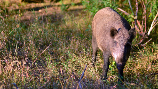 istock Boar in the wild, in the clearing. 2197196286
