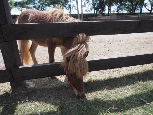 Adorable Brown Pony Sticking Head Through Fence