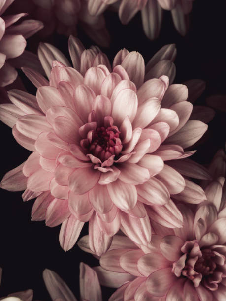 istock Delicate pink chrysanthemums with soft petals 2197198150