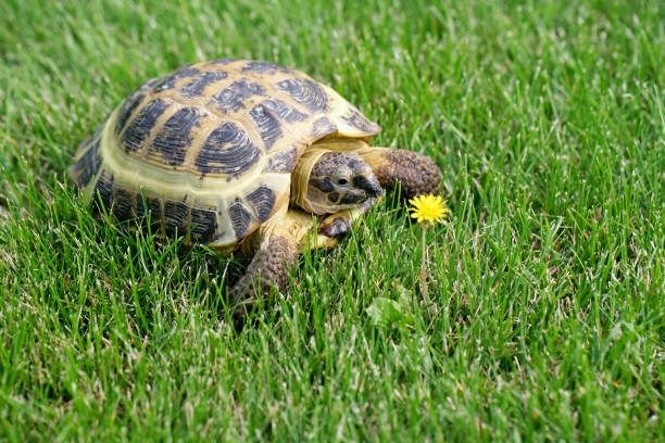Russian (Central Asian) Tortoise on green grass going to eat a dandelion.