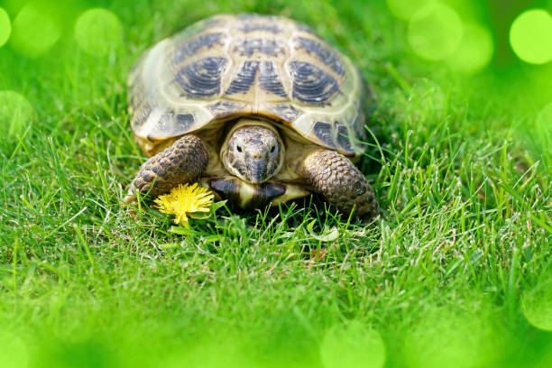 istock Russian Tortoise on green grass going to eat a dandelion 2197198970