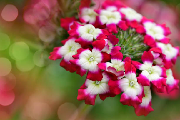 Close-up of beautiful Verbena hybrida flowers. Shallow depth of field, nice bokeh light.
