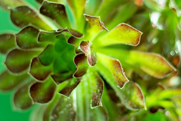 Flower Aeonium Schwarzkopf succulent. Leaves plant. Arboreum Black Rose.