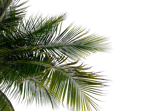 Isolated palm tree leaves