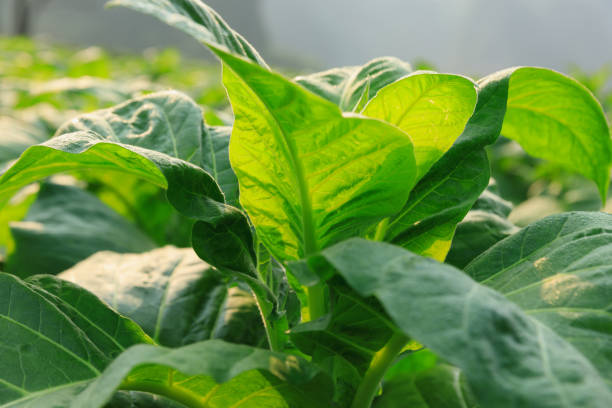 istock Tobacco leaf plant with dew grow at field 2197200205
