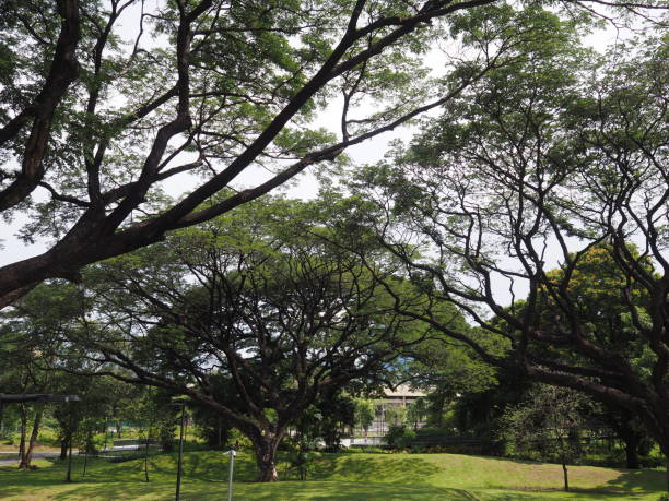 istock Lush Green Park with Tall Trees and Open Grassy Area 2197200394