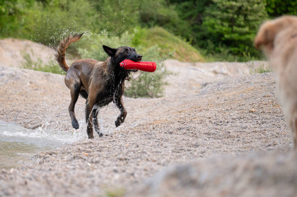 A wet dog joyfully runs from the water, holding a red toy in its mouth, while another dog watches. Water droplets fly, capturing the excitement of outdoor play in a natural setting.
