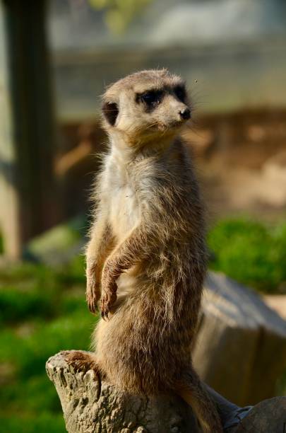 istock A meerkat is standing upright on a weathered tree stump, attentively scanning its surroundings. 2197200547