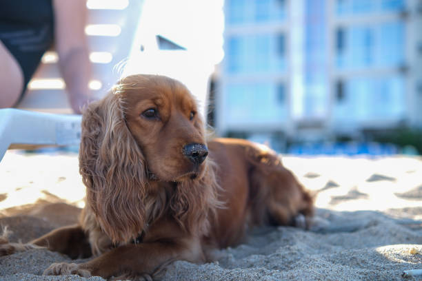A red English cocker spaniel lies on the sand on the beach next to its resting owner.