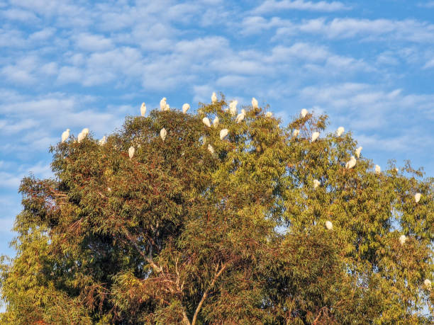 istock Migratory birds absorbing the sunshine seated on the top branches of a eucalyptus tree on a sunny winter morning in Athalassa Park, Cyprus 2197202180