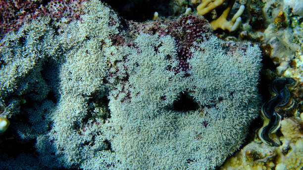 istock Organ pipe coral (Tubipora musica) undersea 2197205102