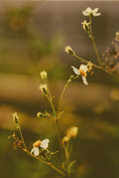 istock macro nature in Thai city 2197206576