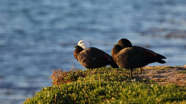 istock Pair of Paradise Shelducks (Tadorna variegata) Perched on Cliffside Grass with a Blurred Water Background, Aramoana Mole, Dunedin, New Zealand. Endemic to New Zealand 2197206870