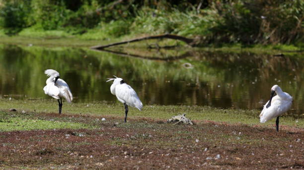 istock Three Royal Spoonbills (Platalea regia) Resting and Preening on a Grassy Islet in the Lake with a Blurred Green Background, Hawksbury Lagoon, Dunedin, New Zealand. Also Known as the Black-billed Spoonbill, Native to New Zealand 2197206919