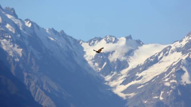 istock Australasian Harrier (Circus approximans) Soaring Against a Snow-capped Mountain Range in Aoraki/Mount Cook National Park, New Zealand. Also Known as Swamp Harrier, Native to New Zealand 2197206939