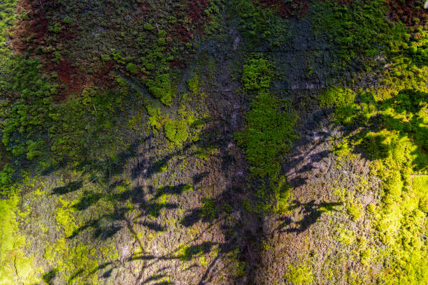 istock Lush Green Moss on a Forest Rock with Sunlight and Shadows Creating Natural Texture 2197208005