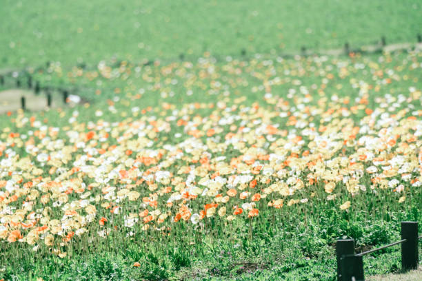 istock Cherry blossoms blooming at Shinrin park. 2197208221