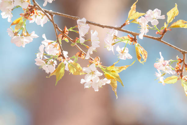 istock Cherry blossoms blooming at Shinrin park. 2197208240