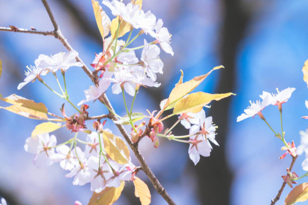 istock Cherry blossoms blooming at Shinrin park. 2197208292