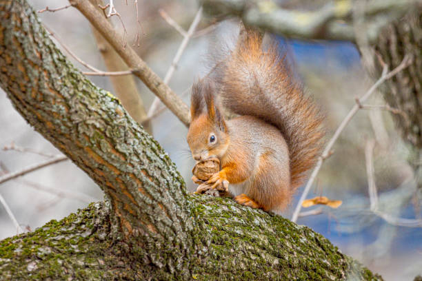 Close-up of squirrel eating in a forest